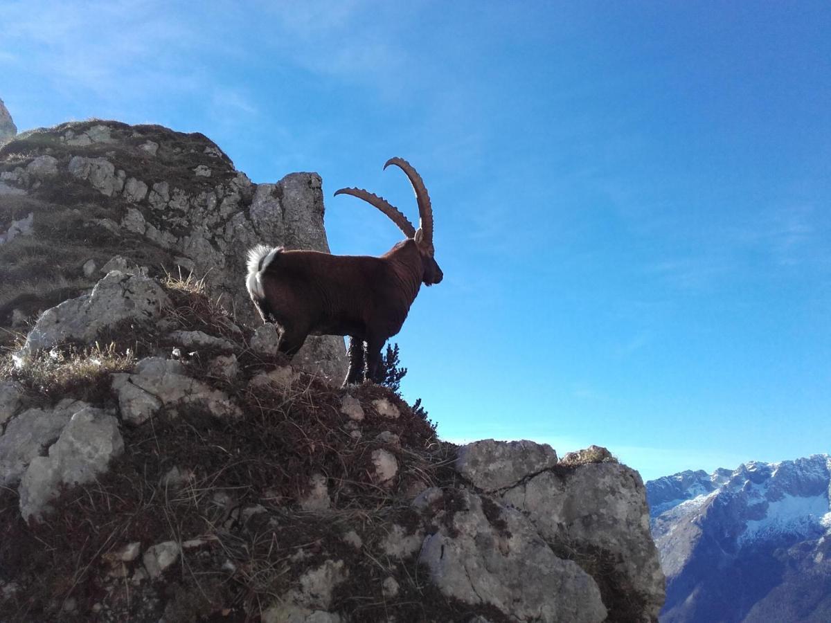 Apartma Kramar Podkoren Kranjska Gora Zewnętrze zdjęcie